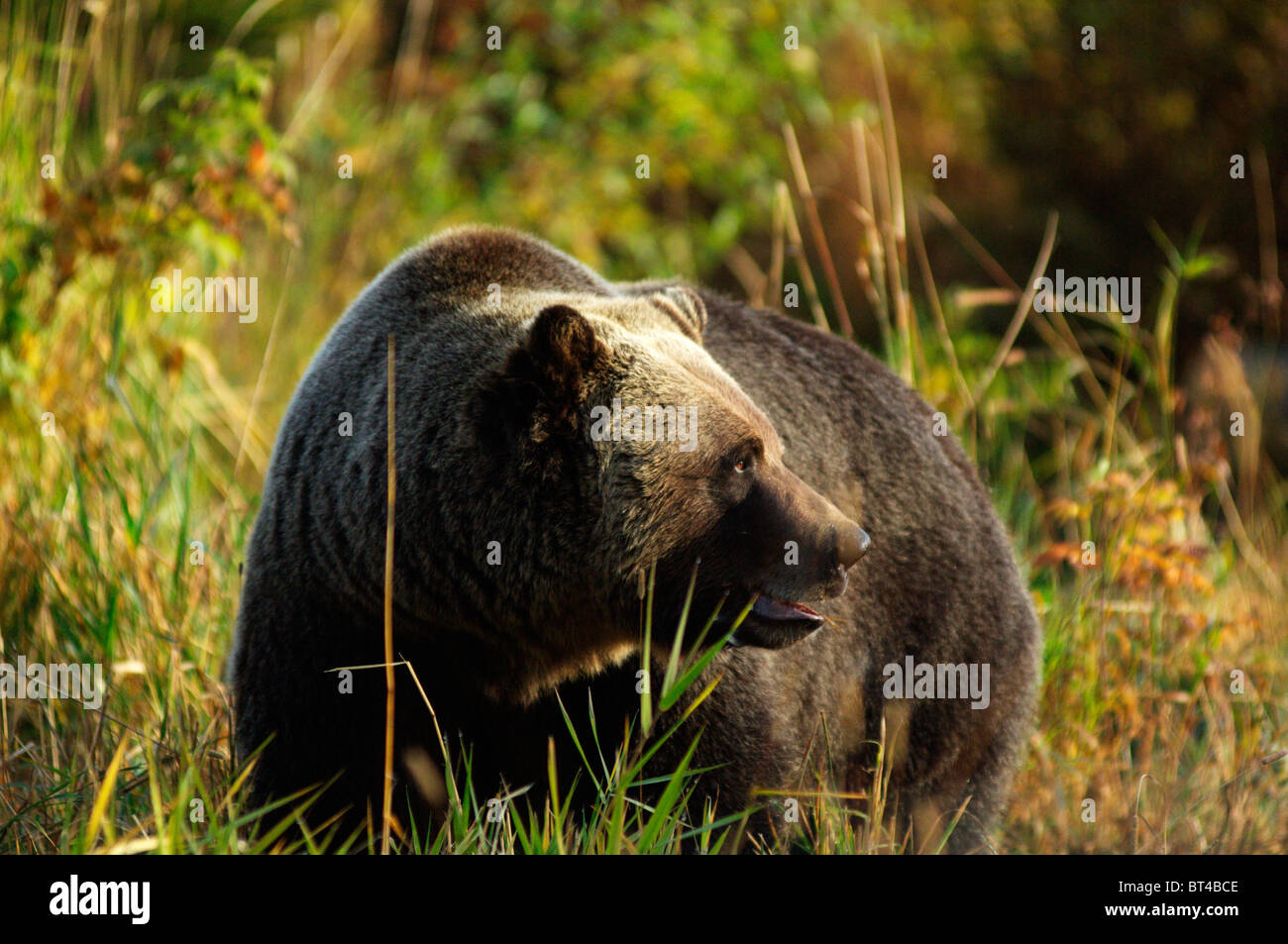 Male Grizzly Bear in mountain field Stock Photo