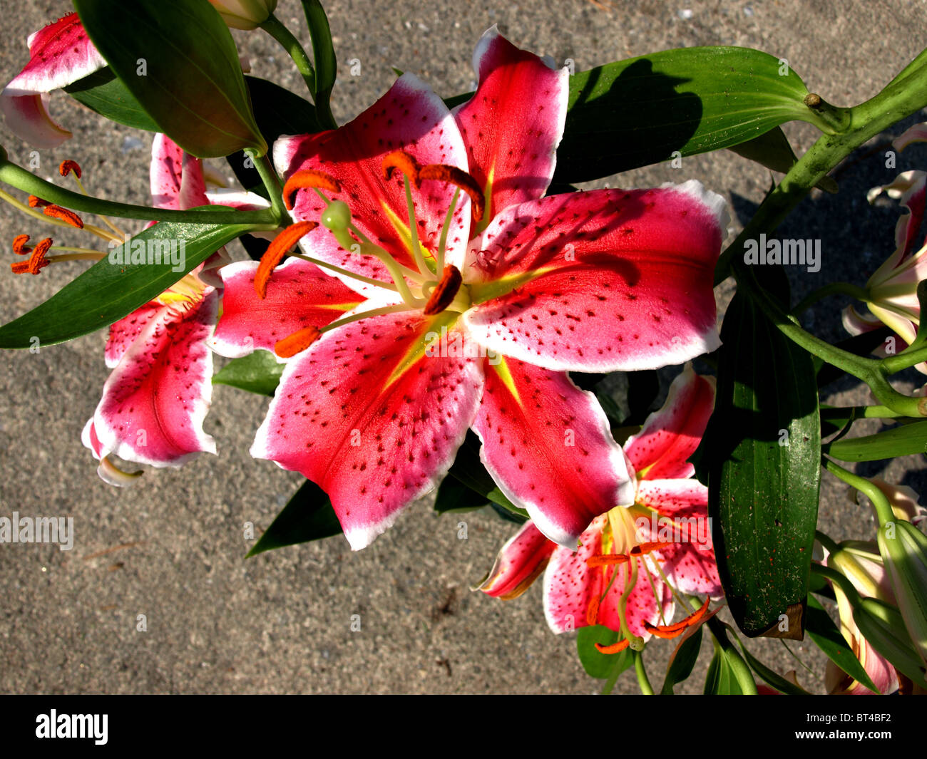 flowers Asian lily lilies pink red blooming tropical plants stems leaves pedals Stock Photo Alamy