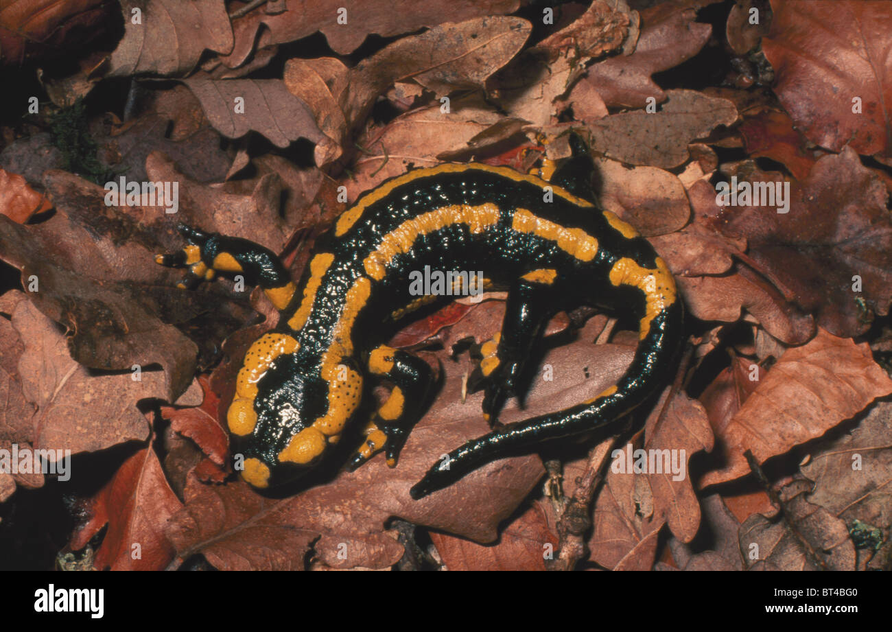 Fire Salamander Salamandre Salamadre Amongst Leaf Litter France Stock Photo Alamy