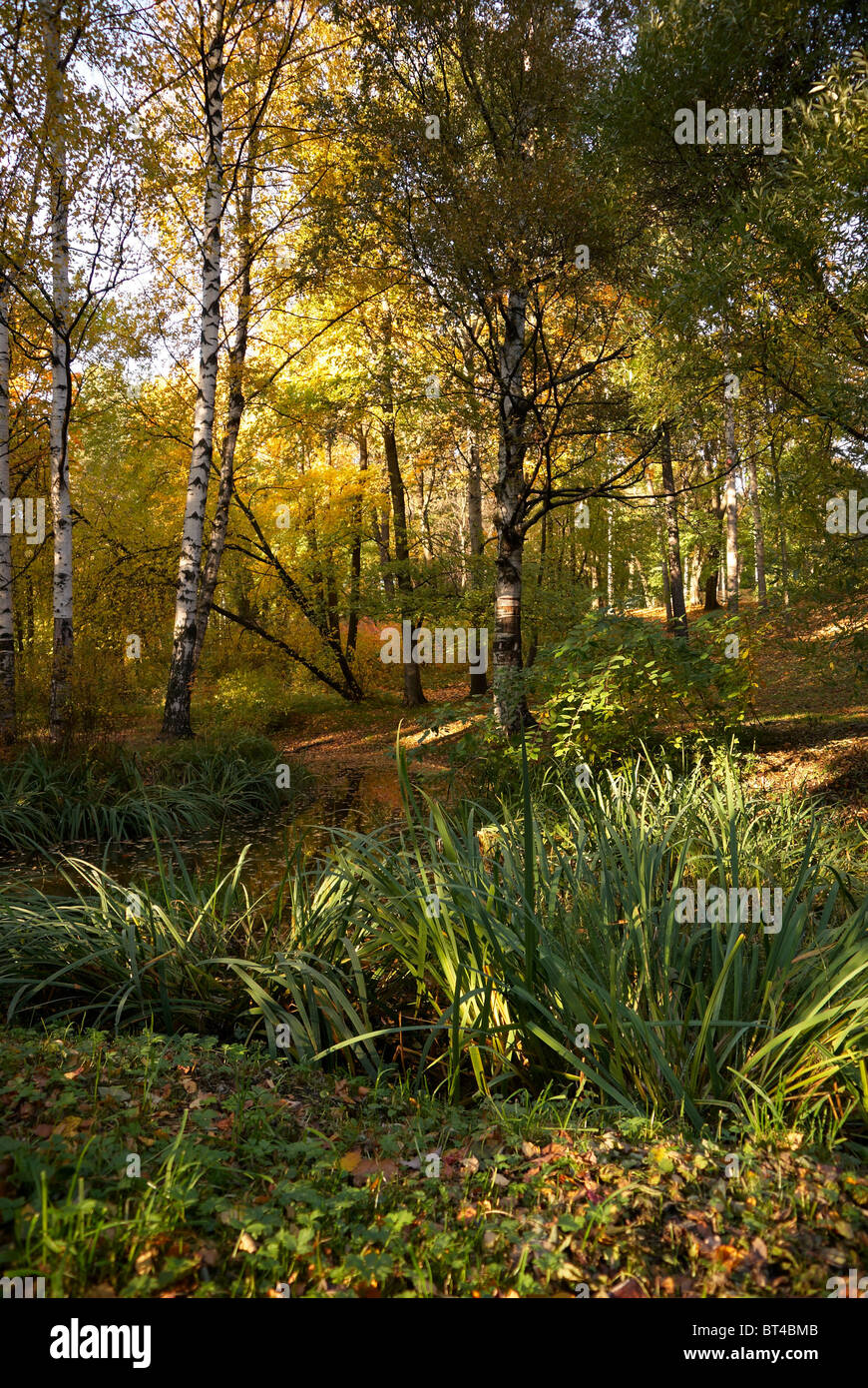 A path is in the autumn forest Stock Photo - Alamy