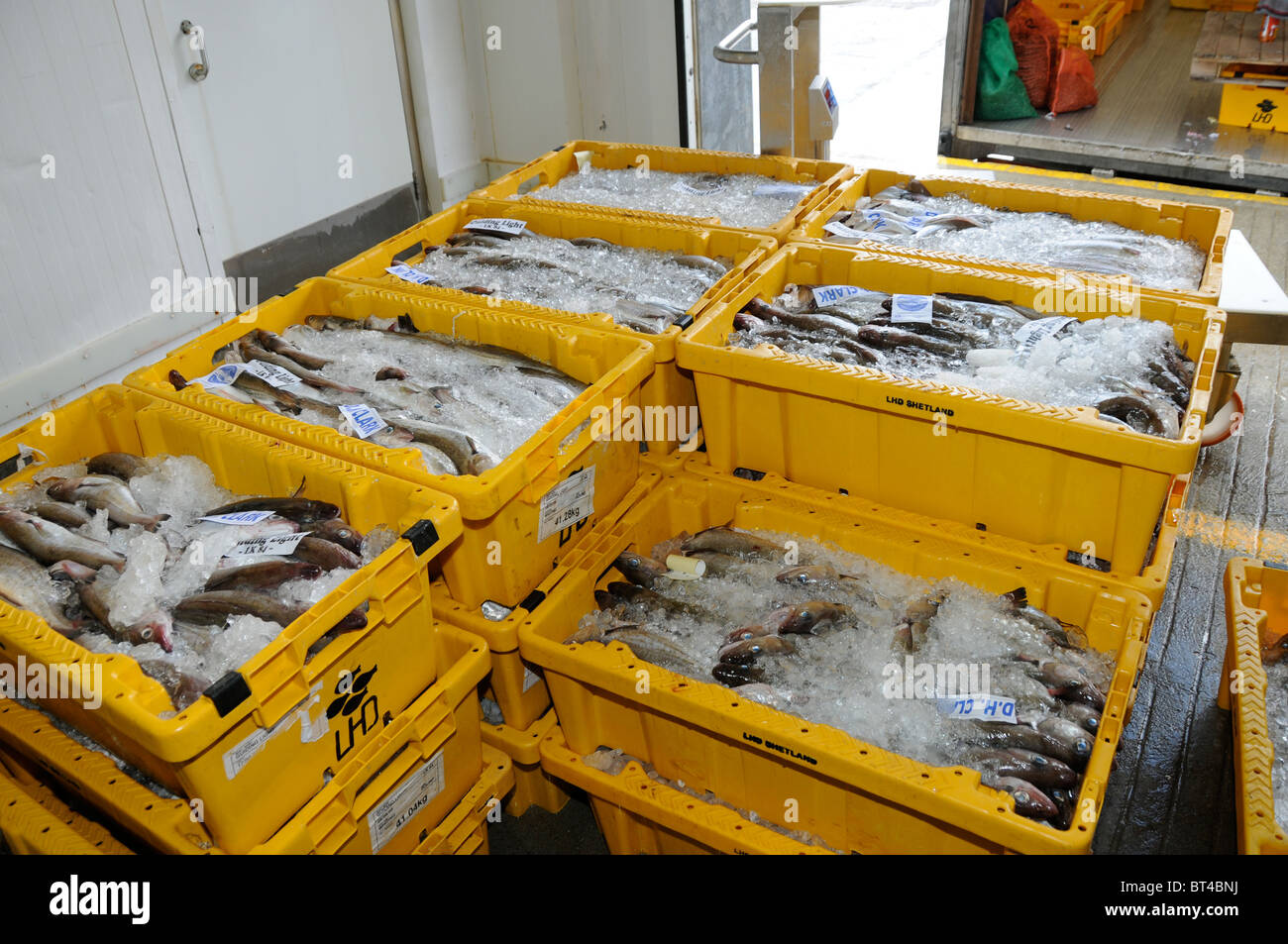 Some of the daily catch at the Fish Market Lerwick Stock Photo