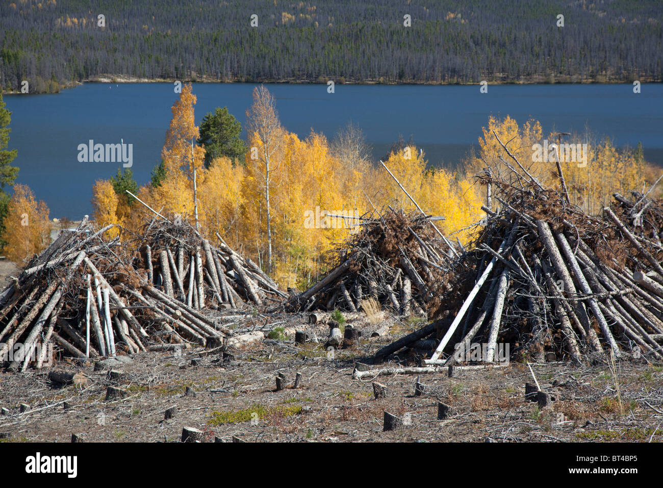 Pine Trees Cut Down After They Were Killed by Mountain Pine Beetle Stock Photo