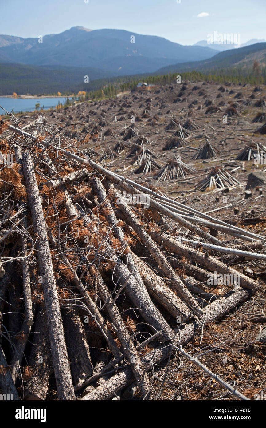 Pine Trees Cut Down After They Were Killed by Mountain Pine Beetle Stock Photo