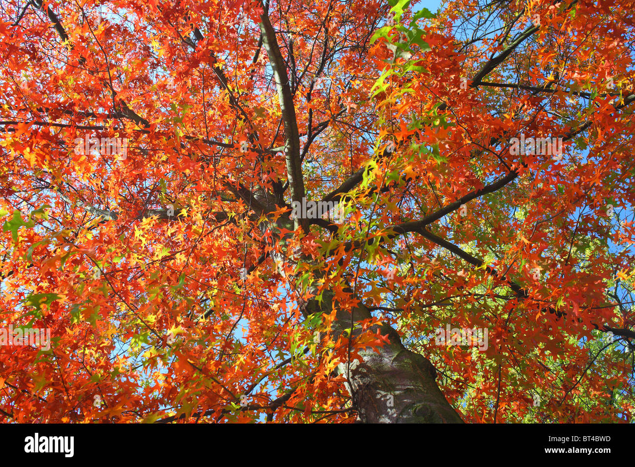 Pin oak scarlet and red leaves in autumn Quercus palustris Stock Photo