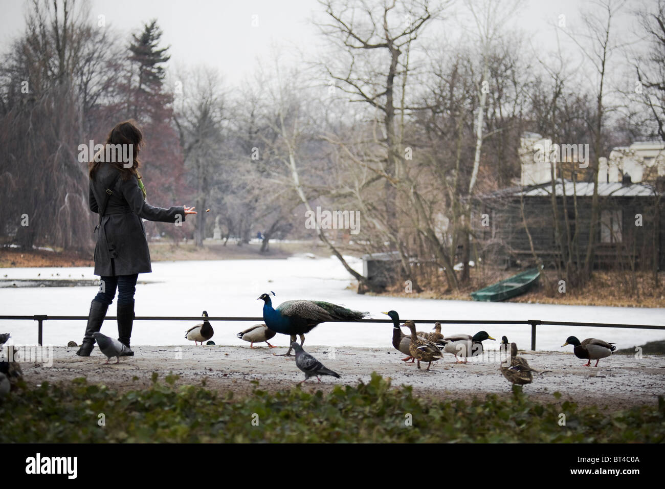 Feeding birds in Royal Baths Park in Warsaw Stock Photo