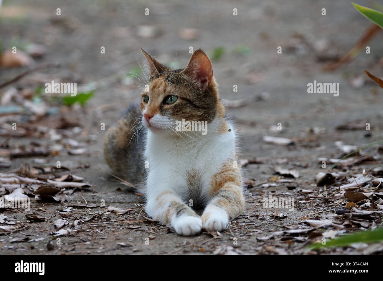 Cat Felis Catus Domesticus Hi res Stock Photography And Images Alamy