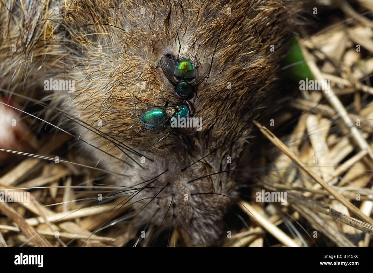 Green Bottles attack eye of Common Rat carcass, close-up Stock Photo