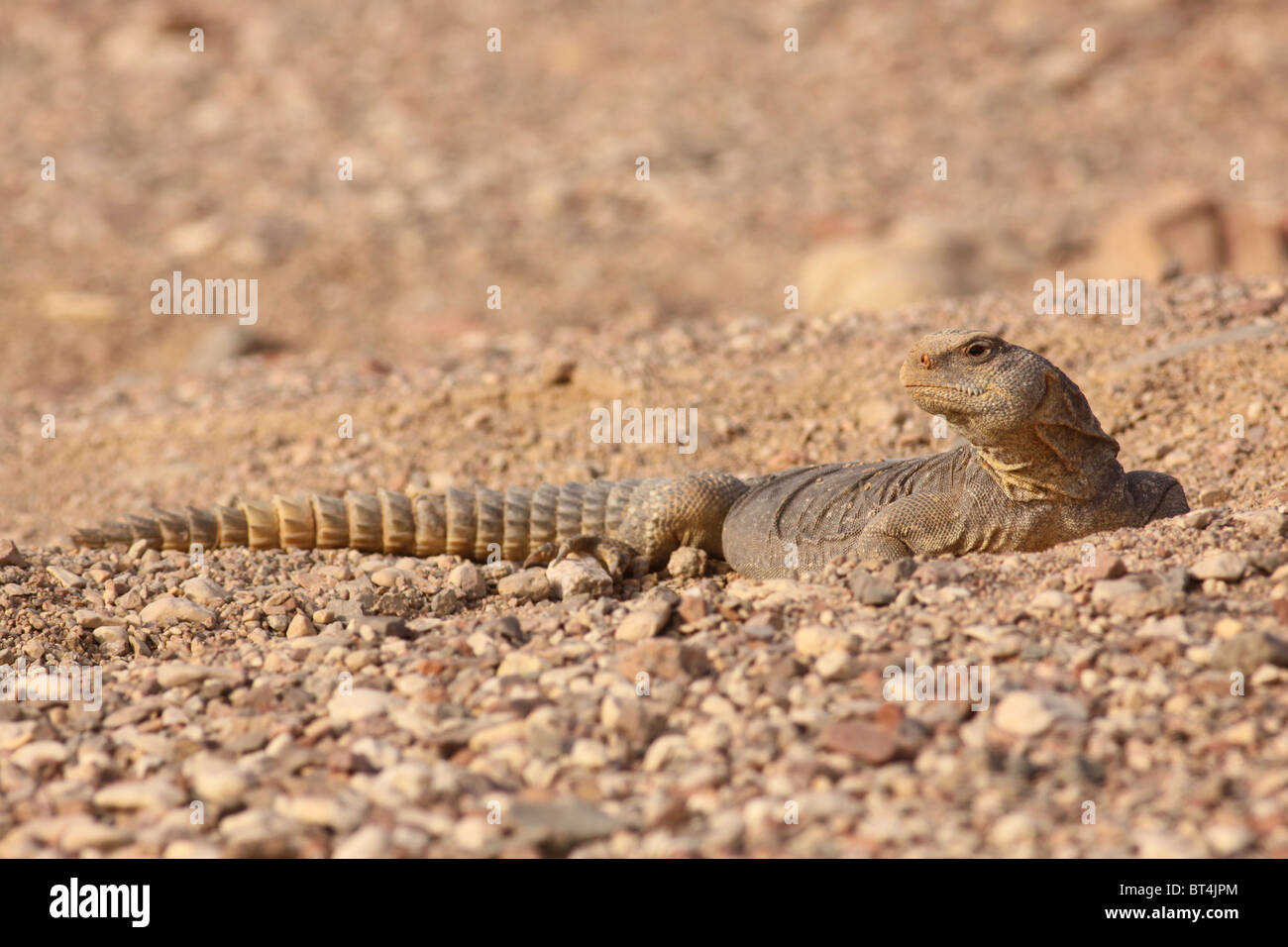 Egyptian Mastigure (Uromastyx aegyptia), AKA Leptien's Mastigure, or Egyptian dab lizard. Stock Photo