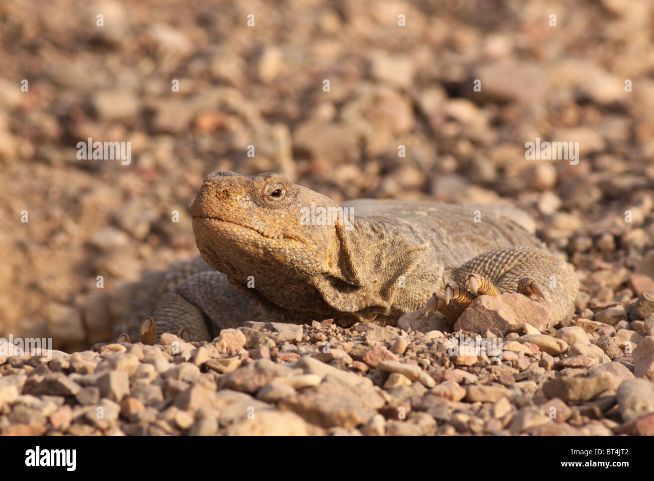 Egyptian Mastigure (Uromastyx aegyptia), AKA Leptien's Mastigure, or Egyptian dab lizard. Stock Photo