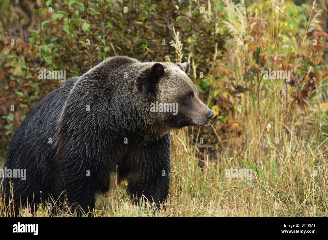 Male Grizzly Bear in mountain field Stock Photo
