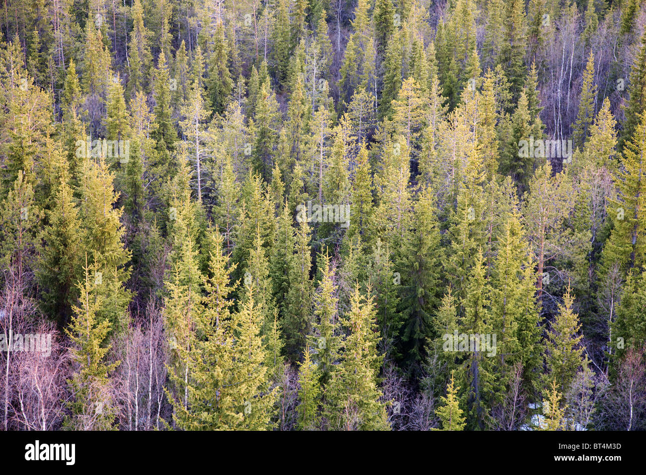 Young fir forest (background Stock Photo - Alamy