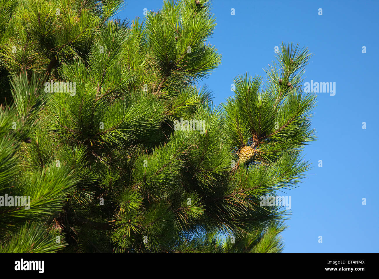 Flora & Fauna, Plants Trees, Detail of pine tree with pine cones visible. Stock Photo