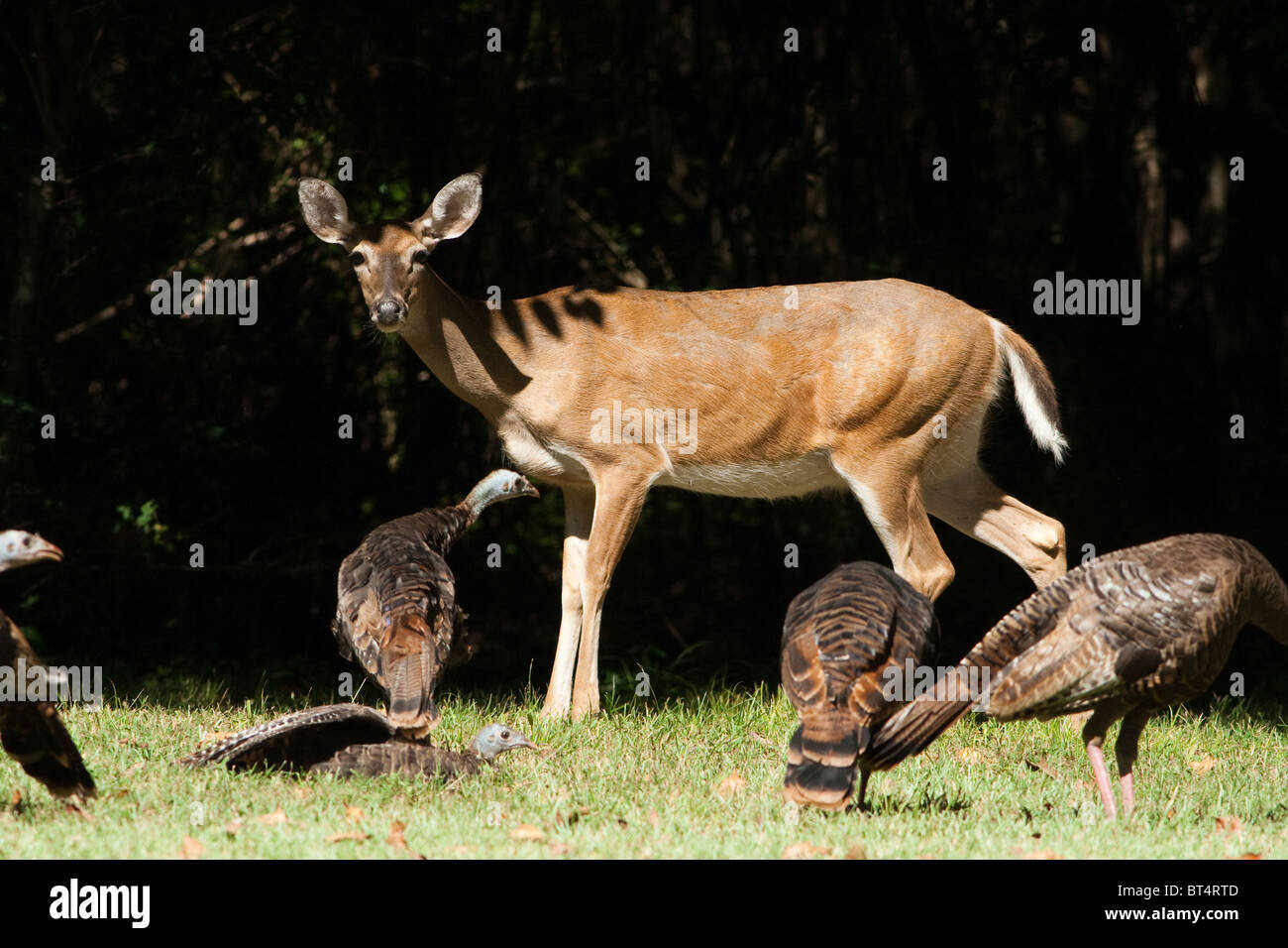 Whitetail doe and wild turkey feeding together Stock Photo