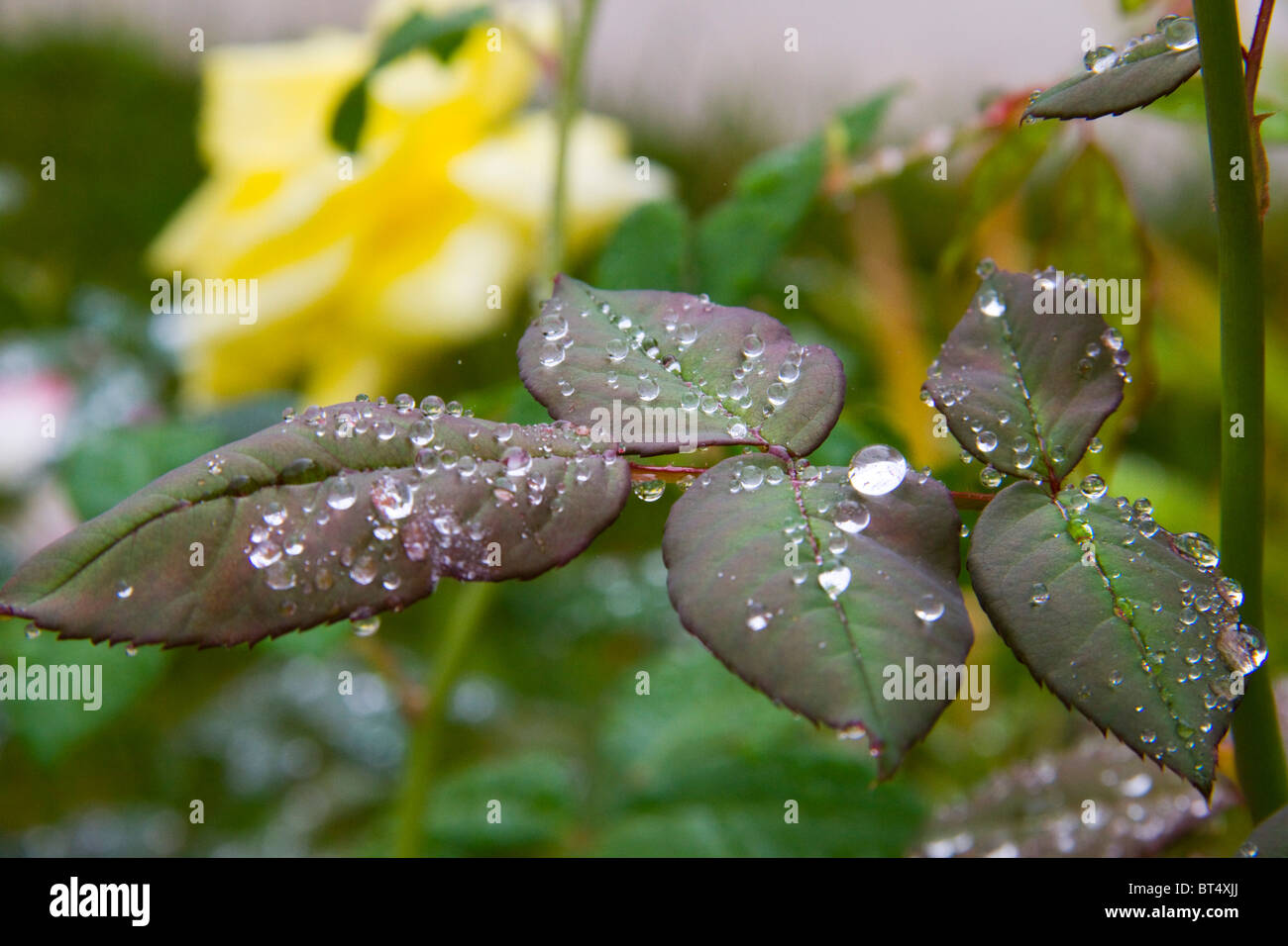 raindrop rain water droplet nature glisten cool spring natural leaf leaves moisture humidity mist drizzle bead plant Stock Photo