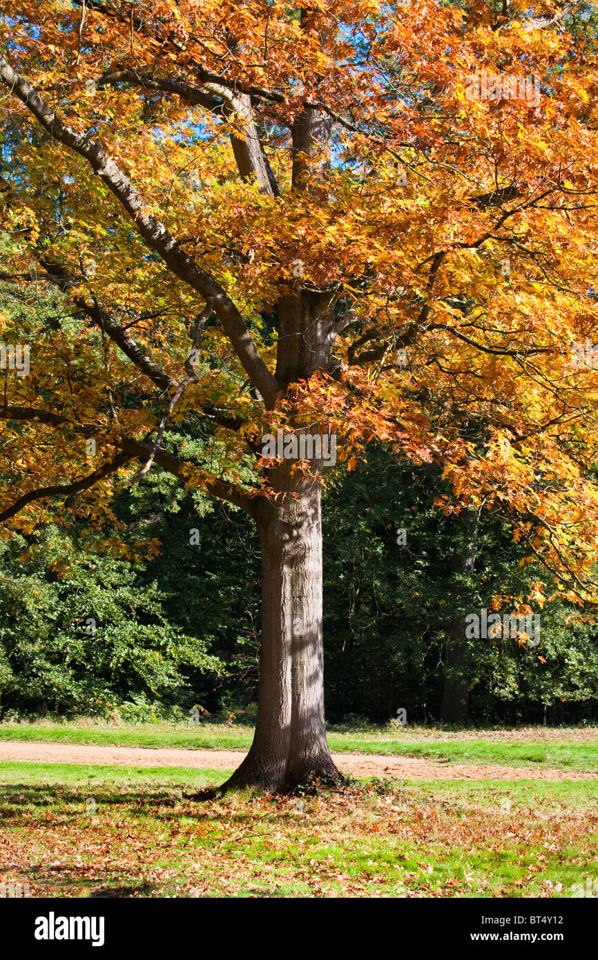 Autumnal Trees in Windsor, Berkshire, England, UK. GB Stock Photo