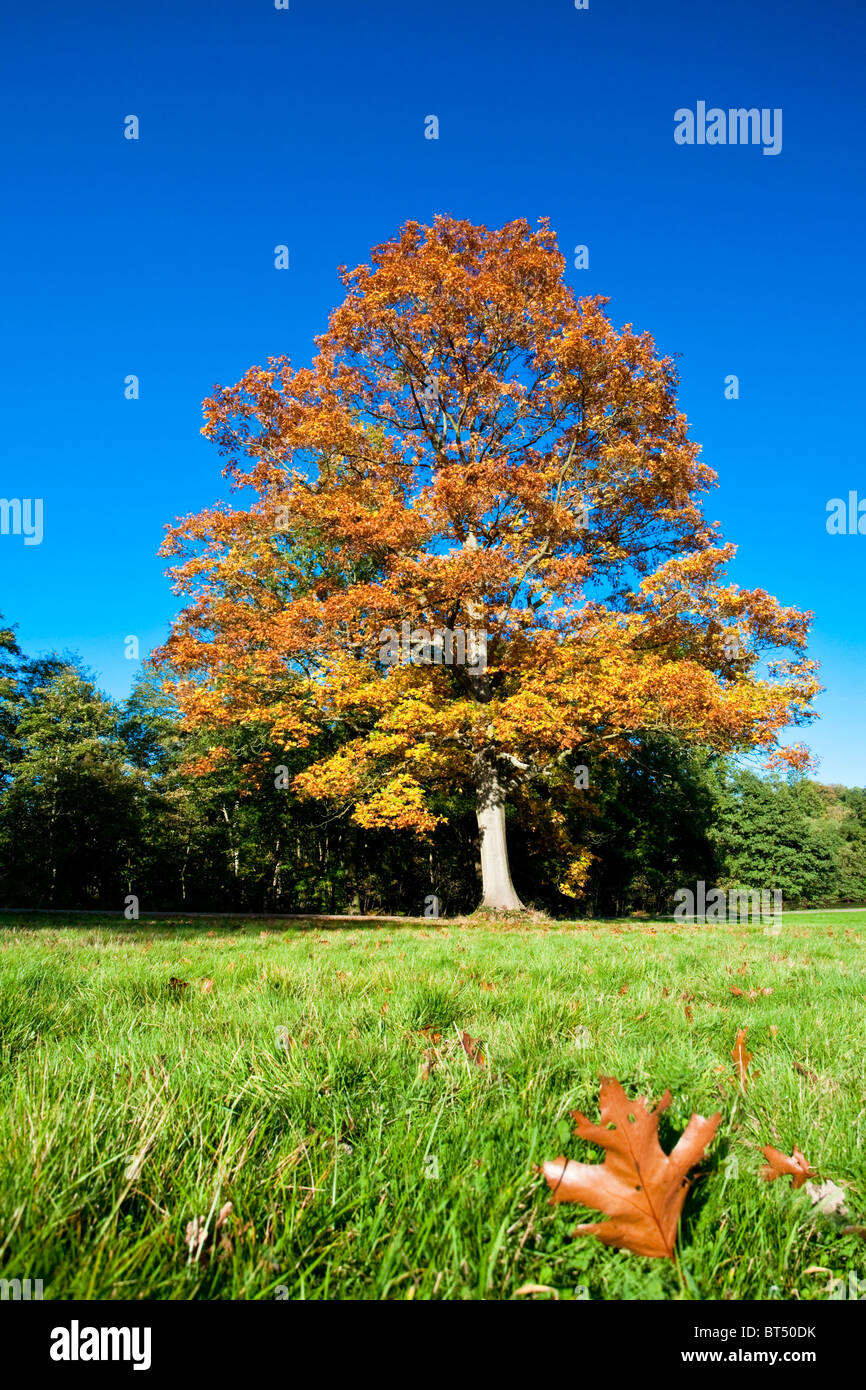 Autumnal Trees in Windsor, Berkshire, England, UK. GB Stock Photo
