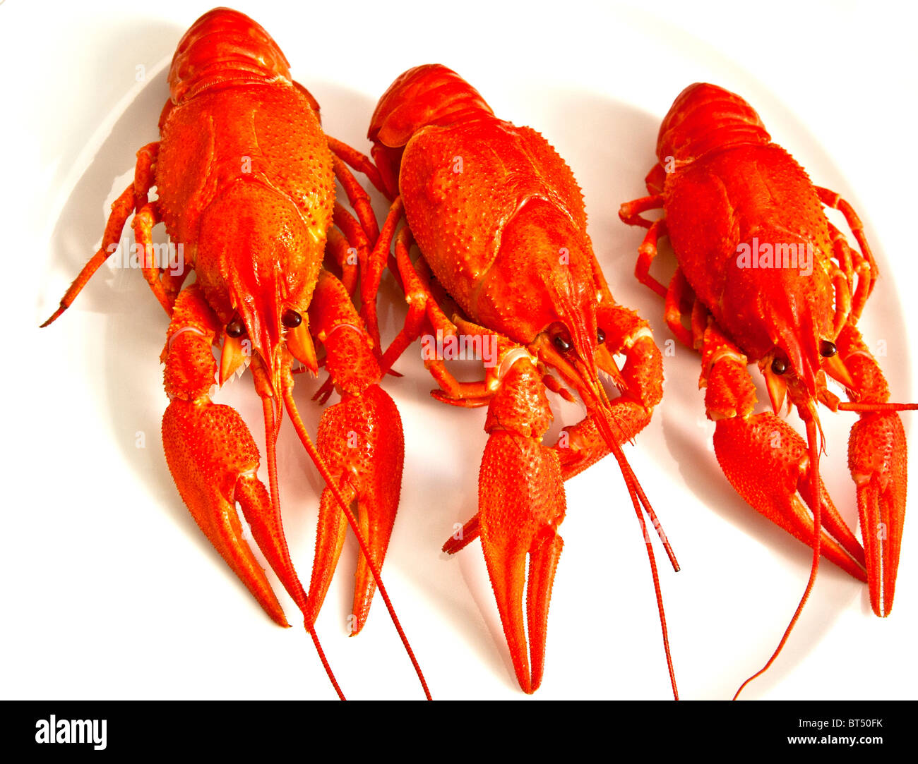 Freshwater Crayfish, flusskrebs Stock Photo