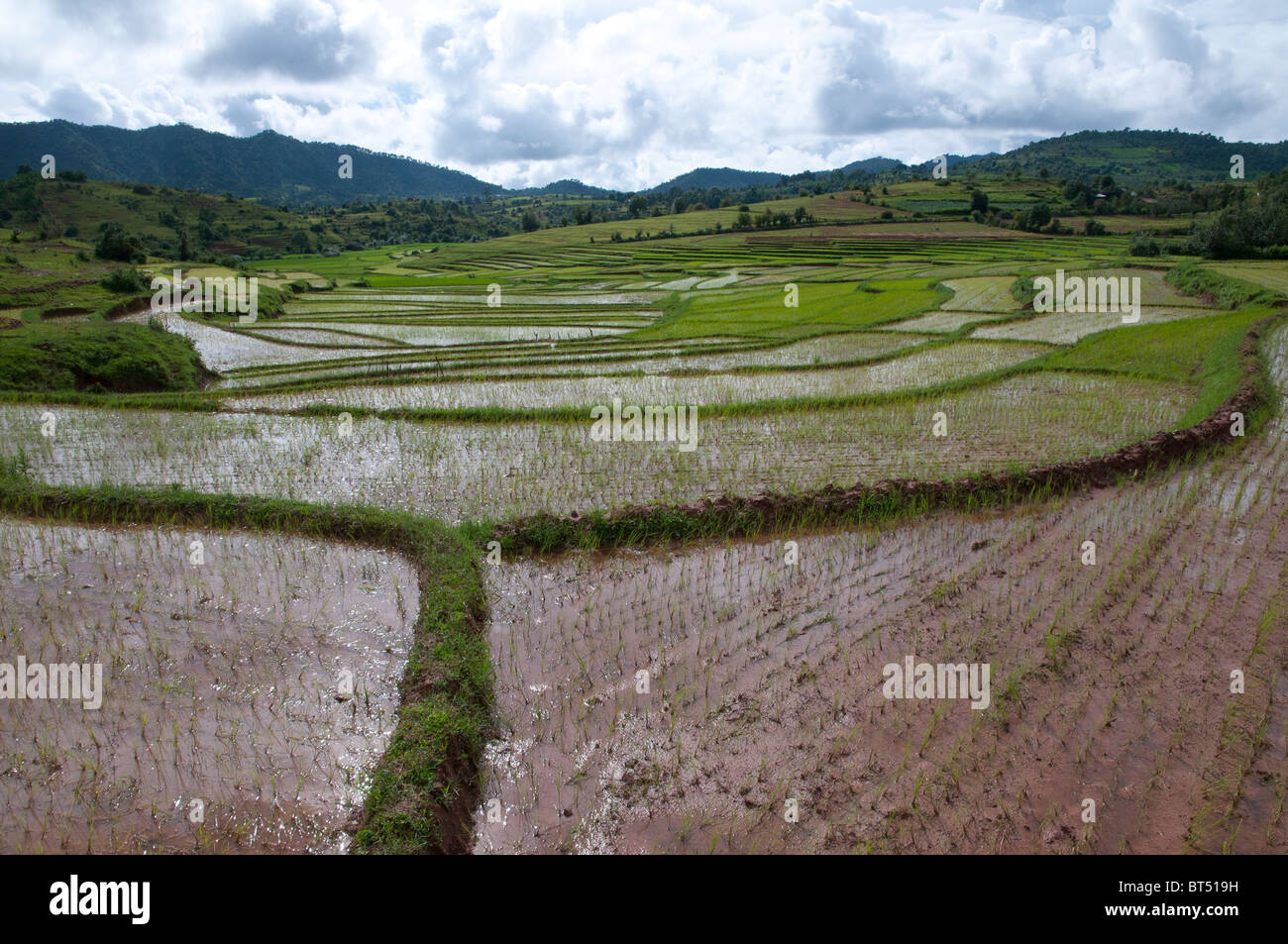 Myanmar Rice Paddy backlit view of rice paddies in the Shan Hills. Myanmar Stock Photo - Alamy
