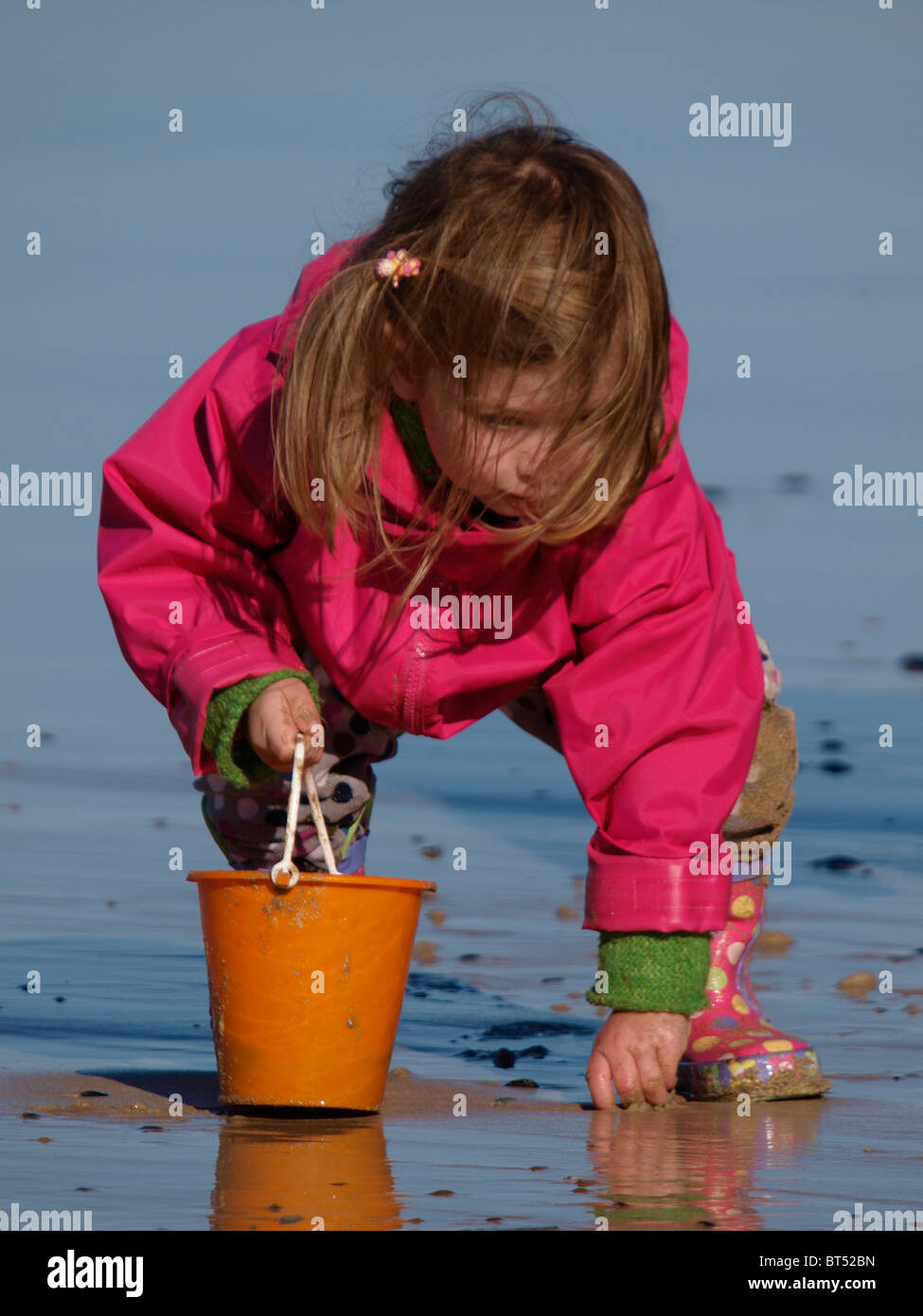 Young girl shell collecting on the beach, Cornwall, UK Stock Photo Alamy