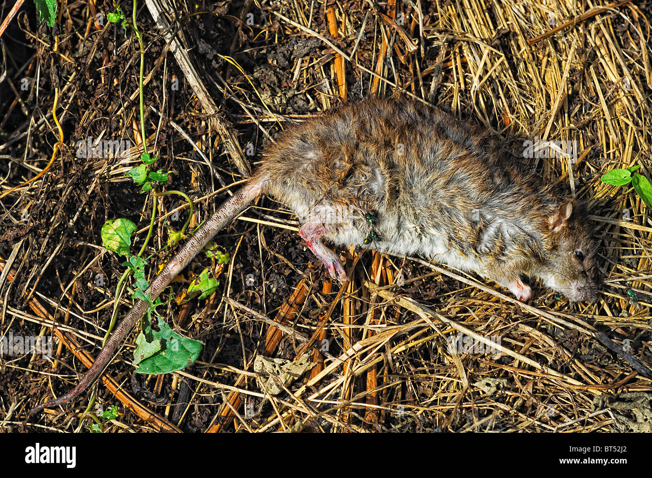 Green Bottles on Common Rat carcass Stock Photo