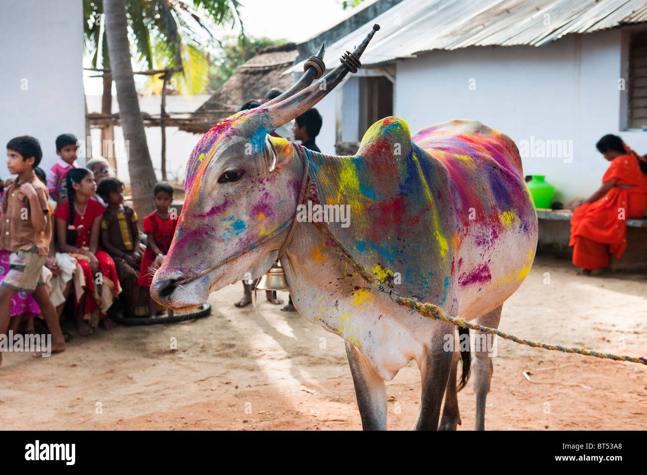 India cow (zebu) covered in coloured powder at festival time in a rural Indian village in front of all the village children. Andhra Pradesh, India Stock Photo