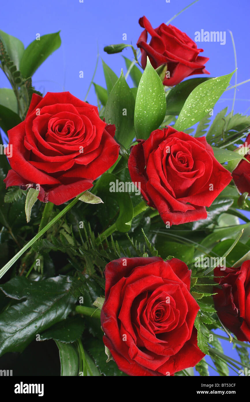 bouquet of red roses Stock Photo - Alamy