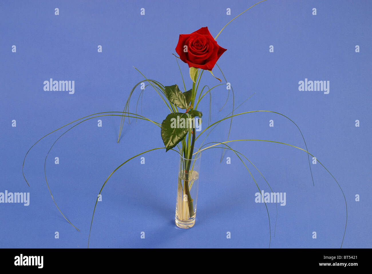 single red rose Stock Photo Alamy