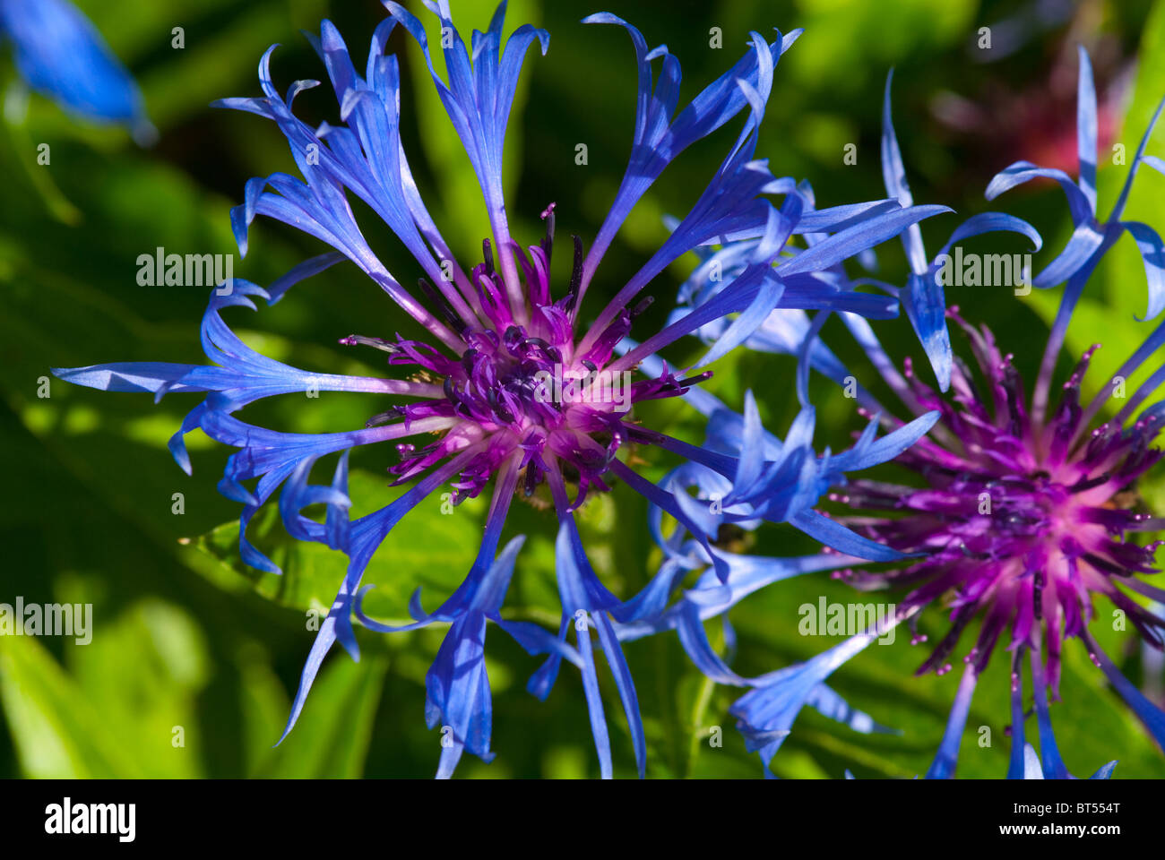Macro shot of Centaurea Montana on green background Stock Photo