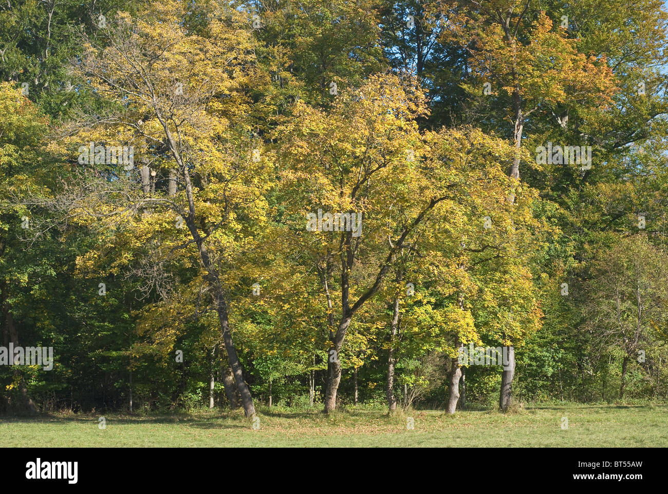 Peaceful Tree Landscape with Early Autumn Colors Stock Photo