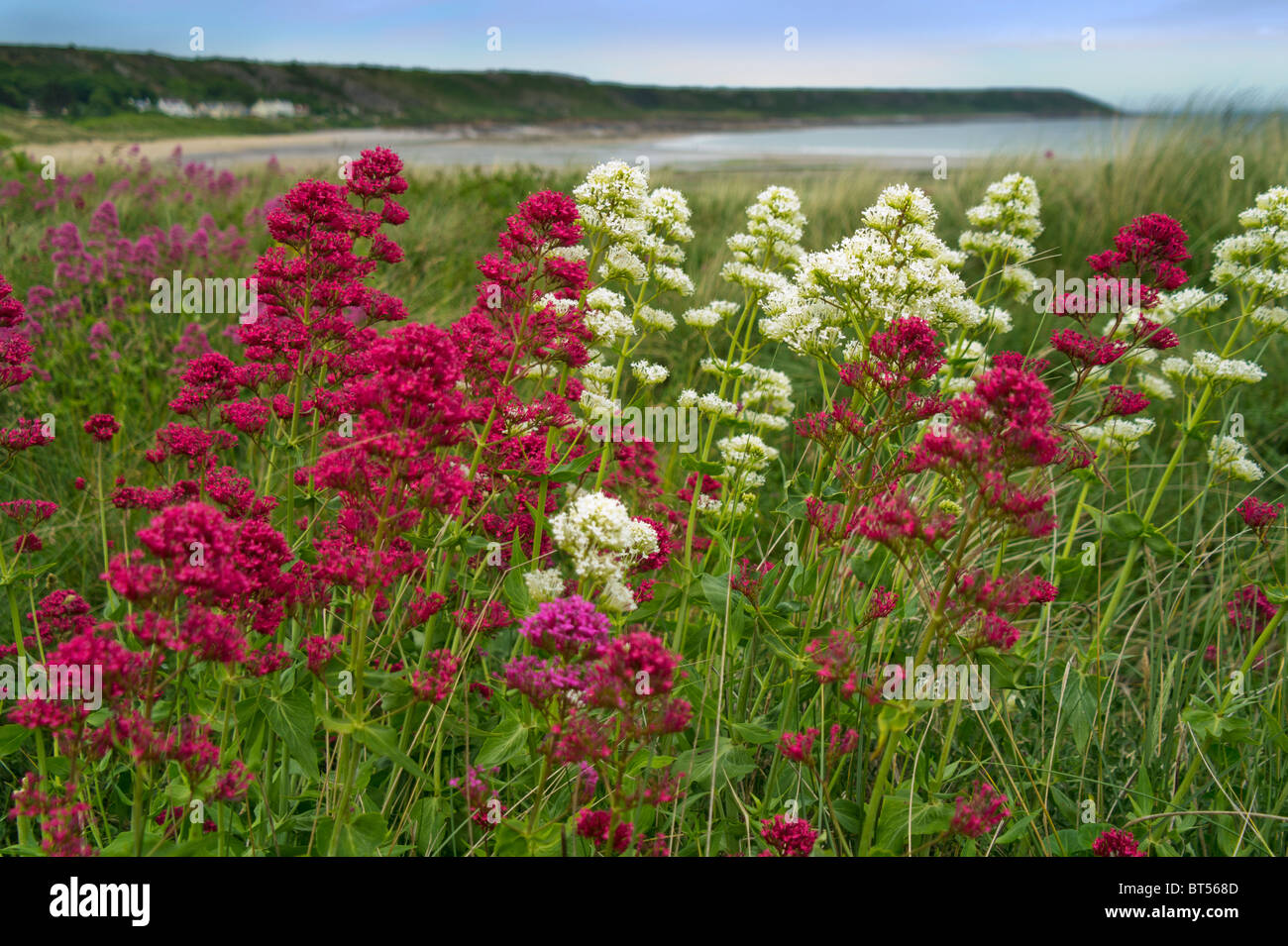 wild flowers in the sand dunes on the coast of the gower peninsula in