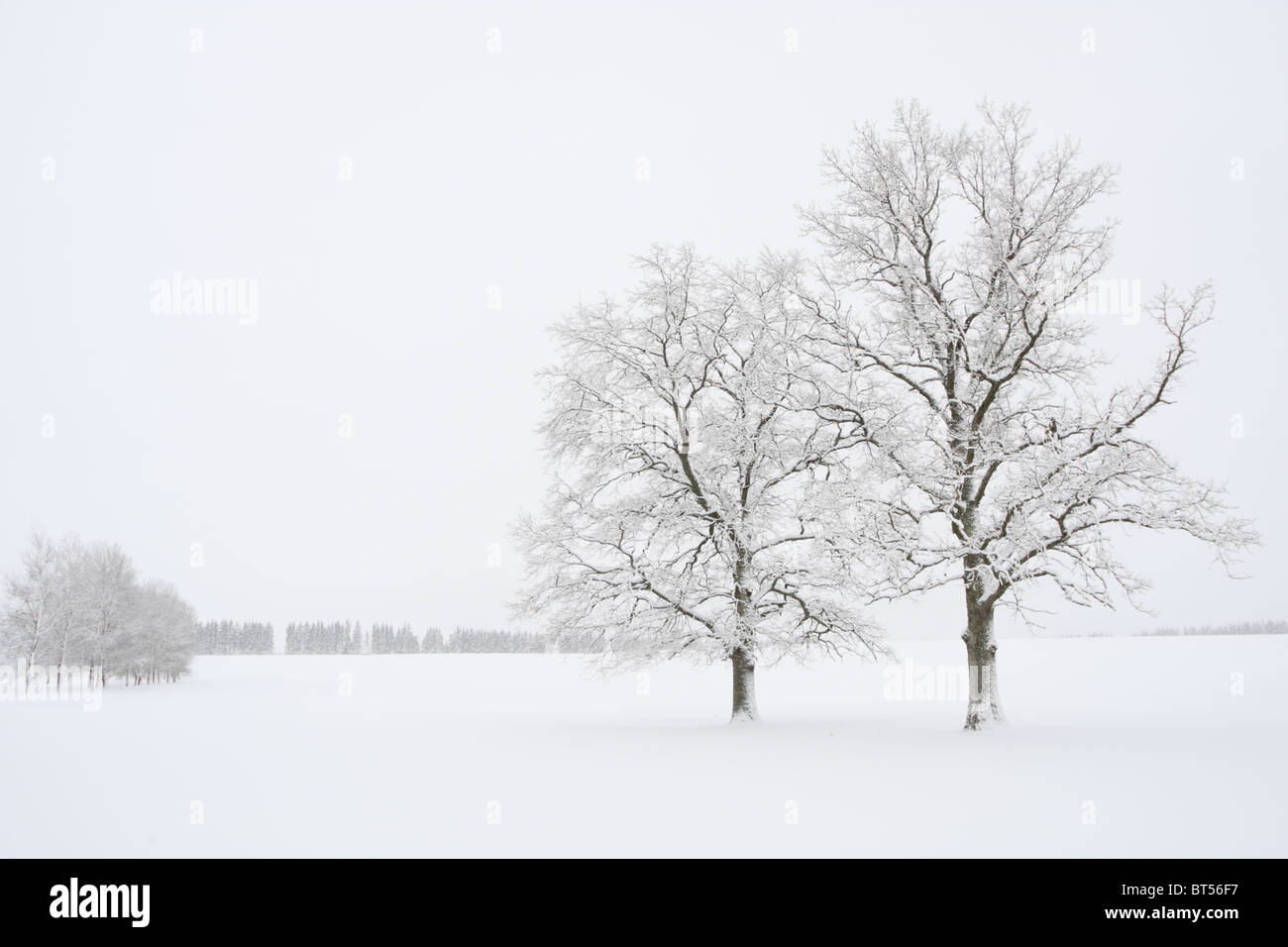 Frost coating winter trees. Europe Stock Photo