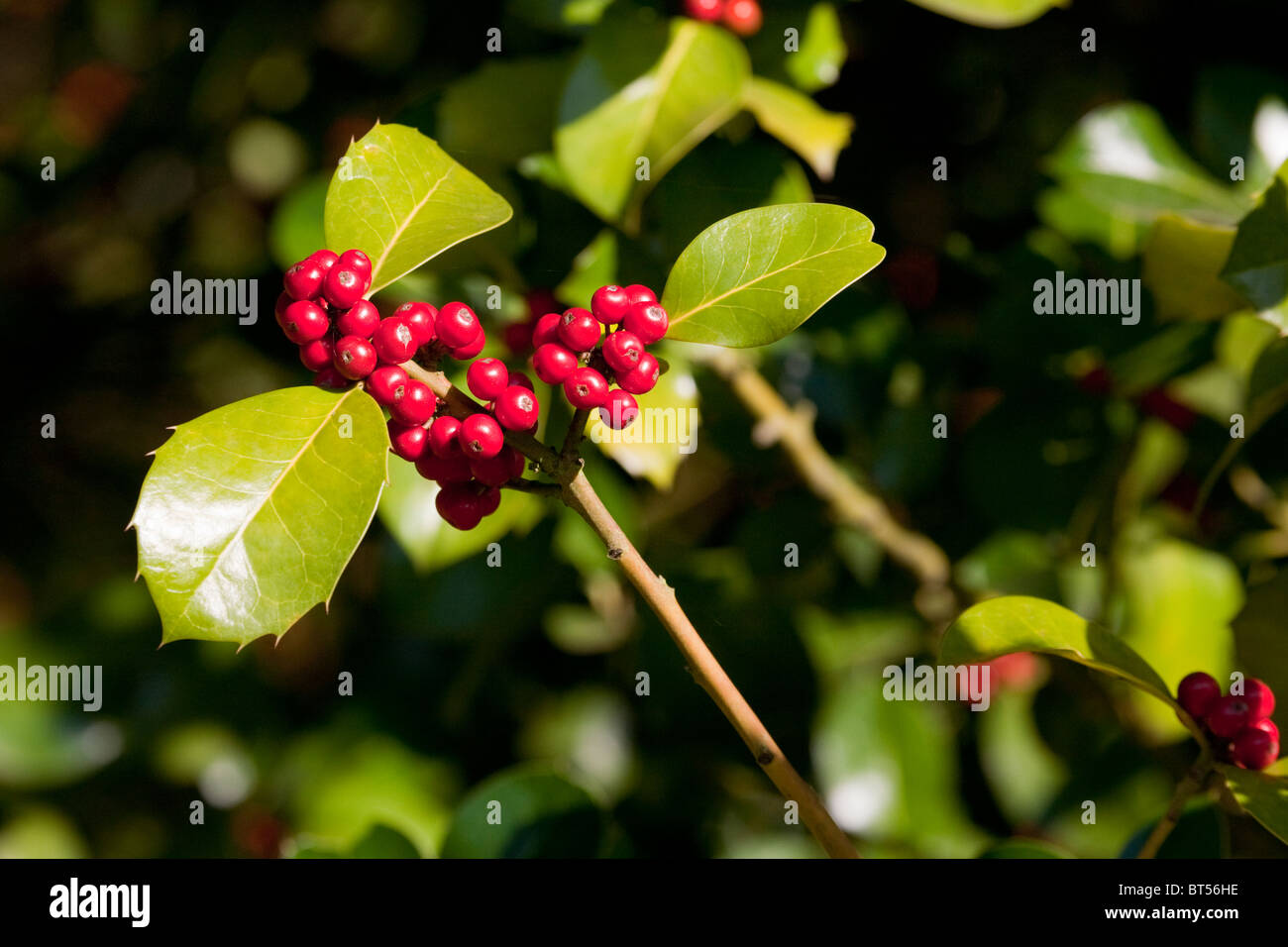 Holly bush red berries hi-res stock photography and images - Alamy