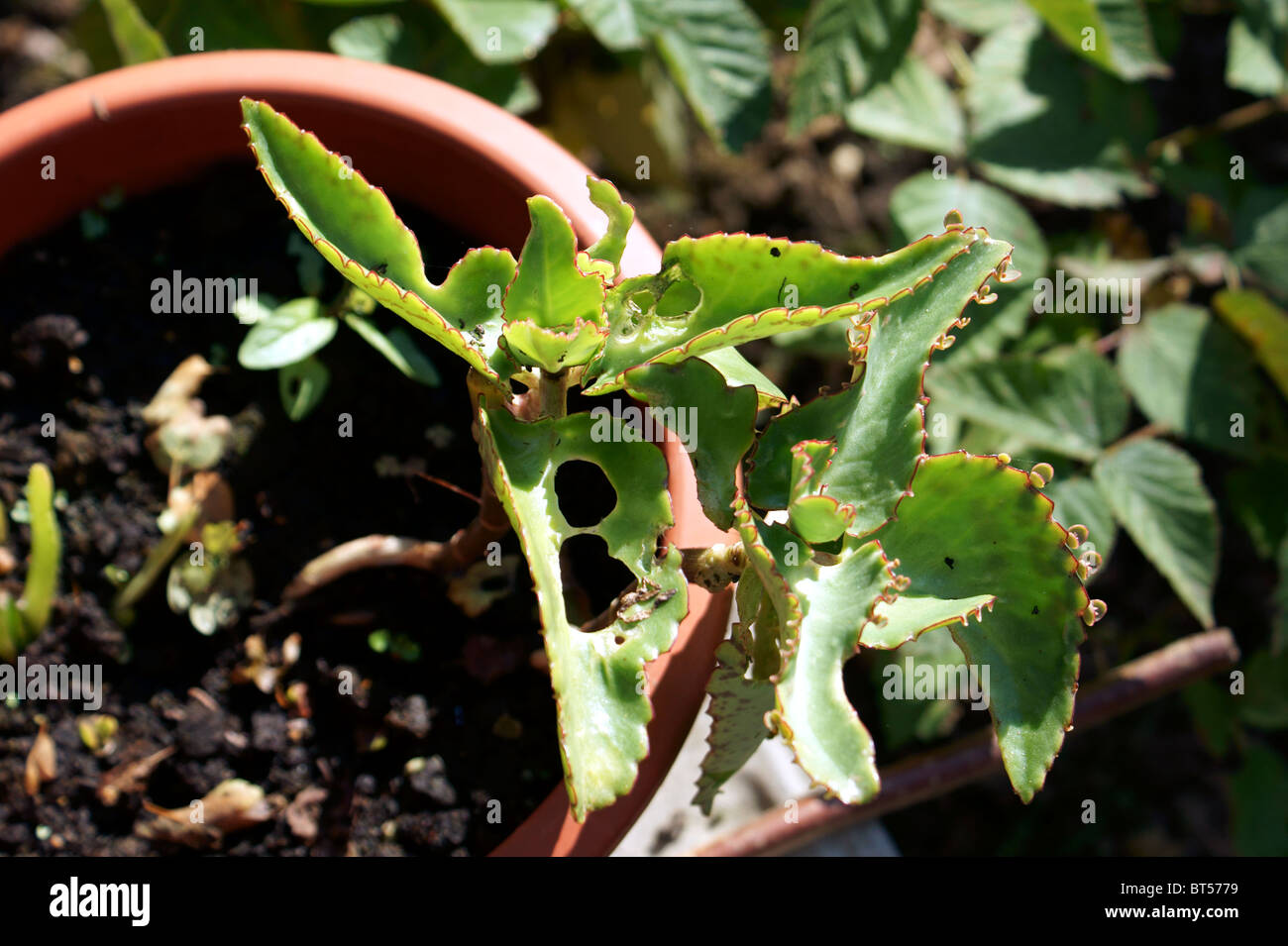house plant dracaena Dracaena