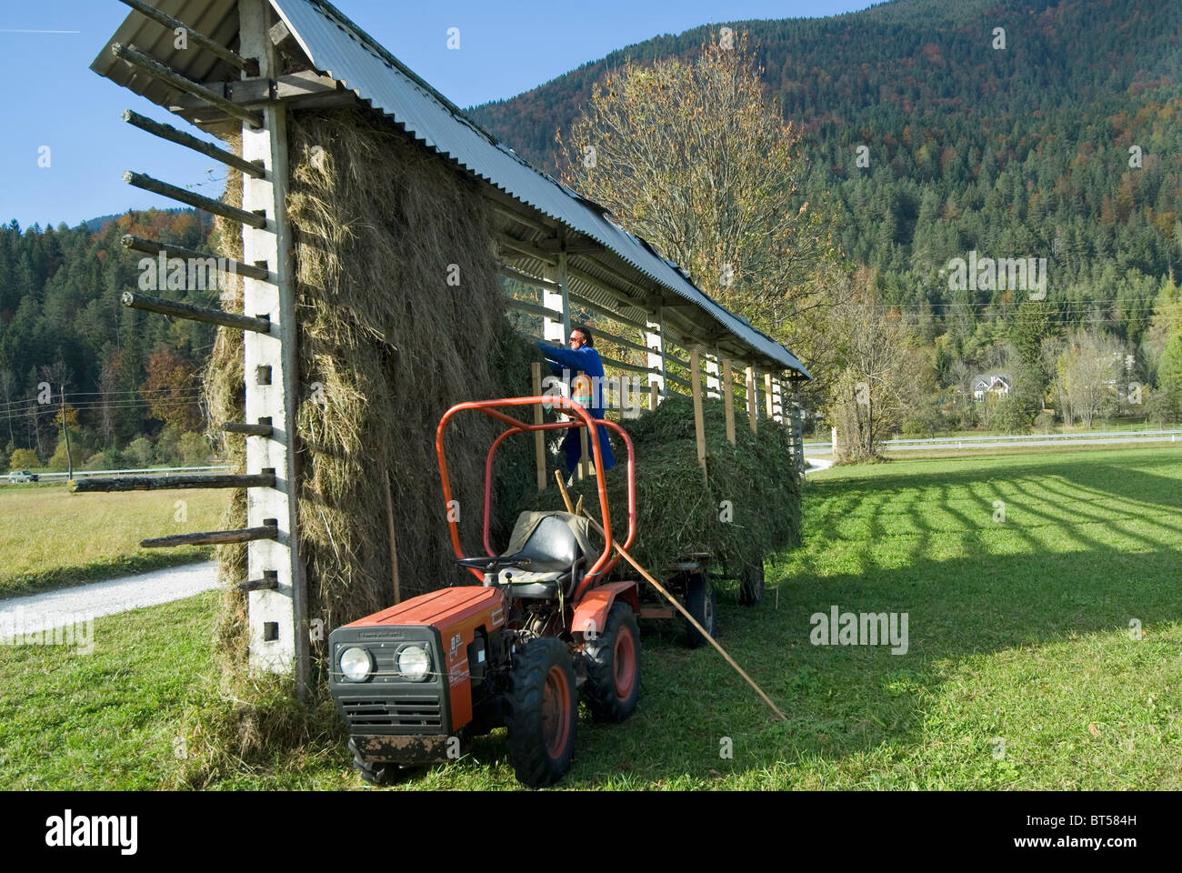 Loading grass onto drying rack Stock Photo Alamy