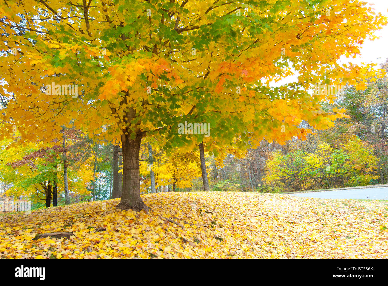 Fall foliage in North Carolina, USA Stock Photo Alamy
