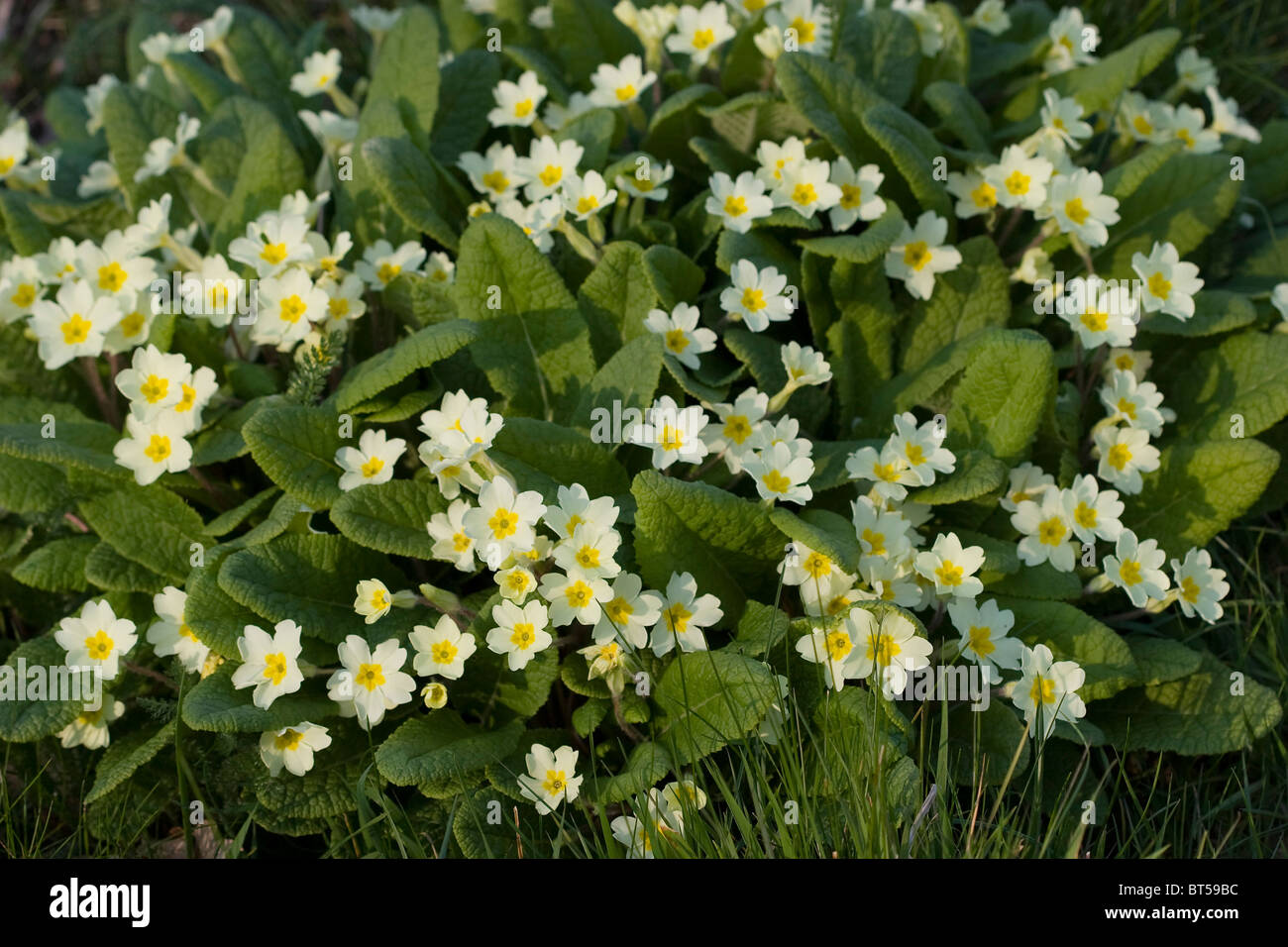 PRIMROSES (Primula vulgaris) Sussex, UK Stock Photo