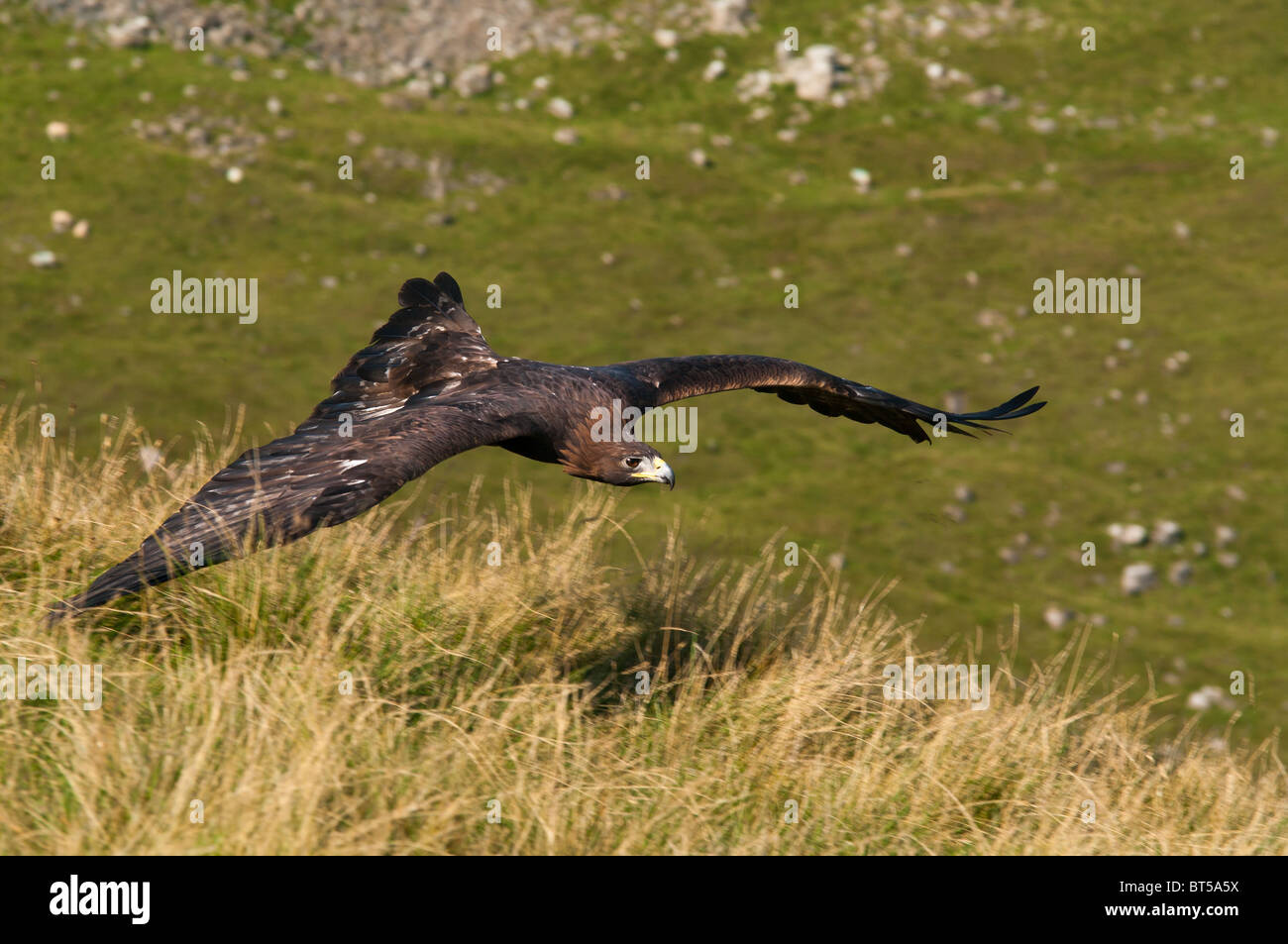 Golden eagle flying scotland hires stock photography and images Alamy
