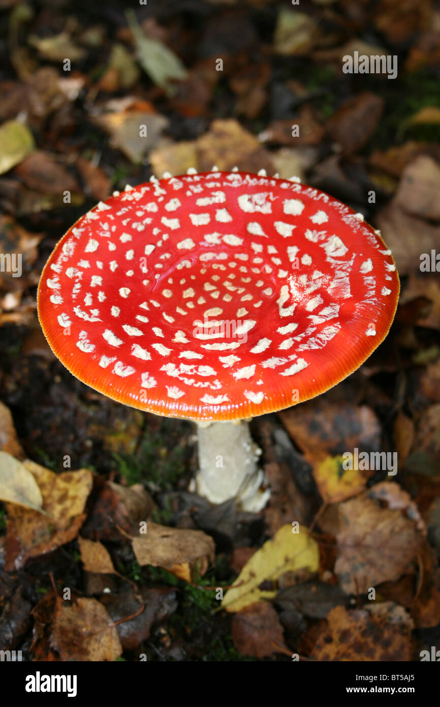 Fly Agaric Amanita muscaria Taken At Willingham Woods, Lincolnshire, UK Stock Photo