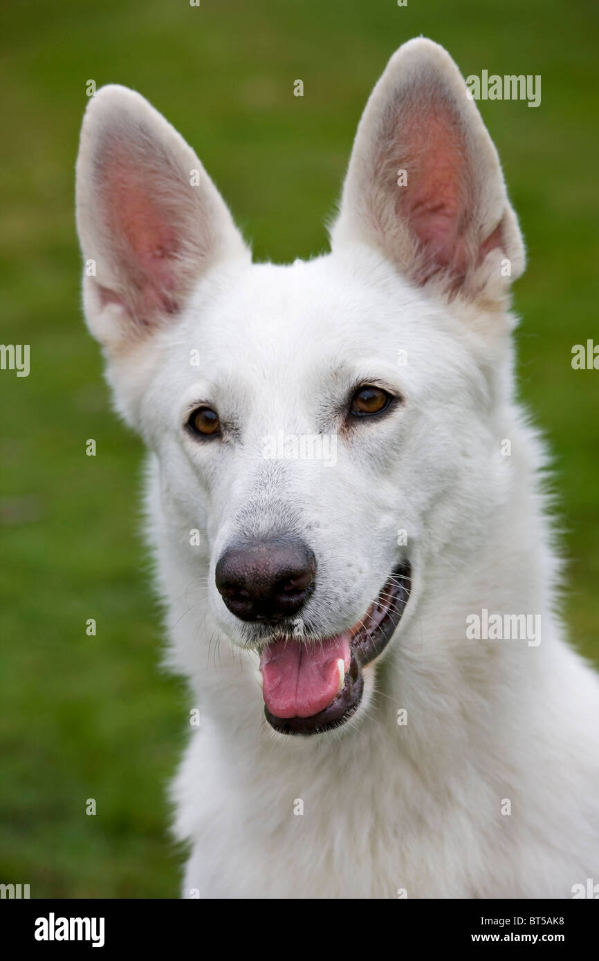 White Swiss Shepherd Dog (Canis lupus familiaris) in garden Stock Photo