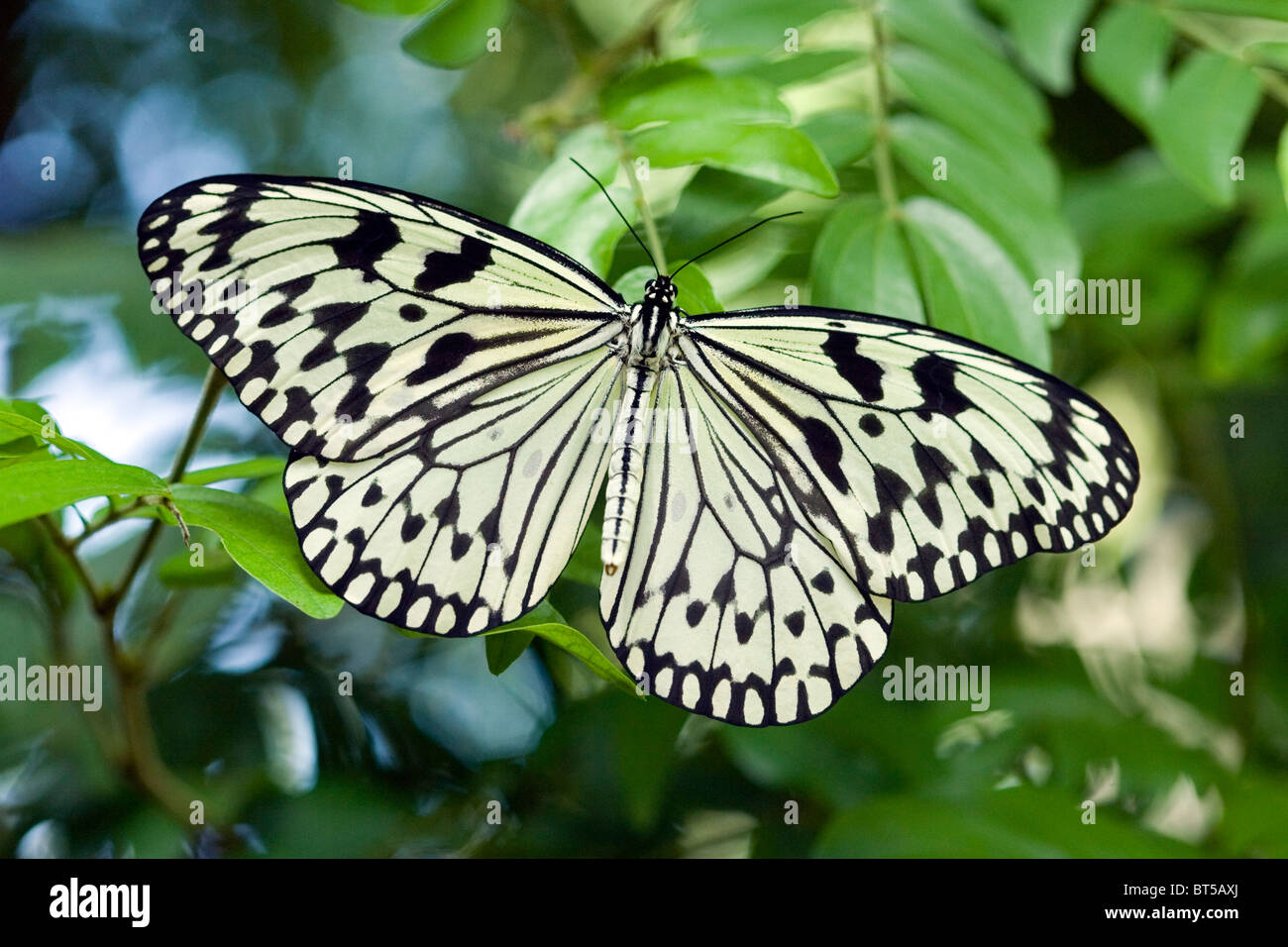 Rice Paper Butterfly Stock Photo