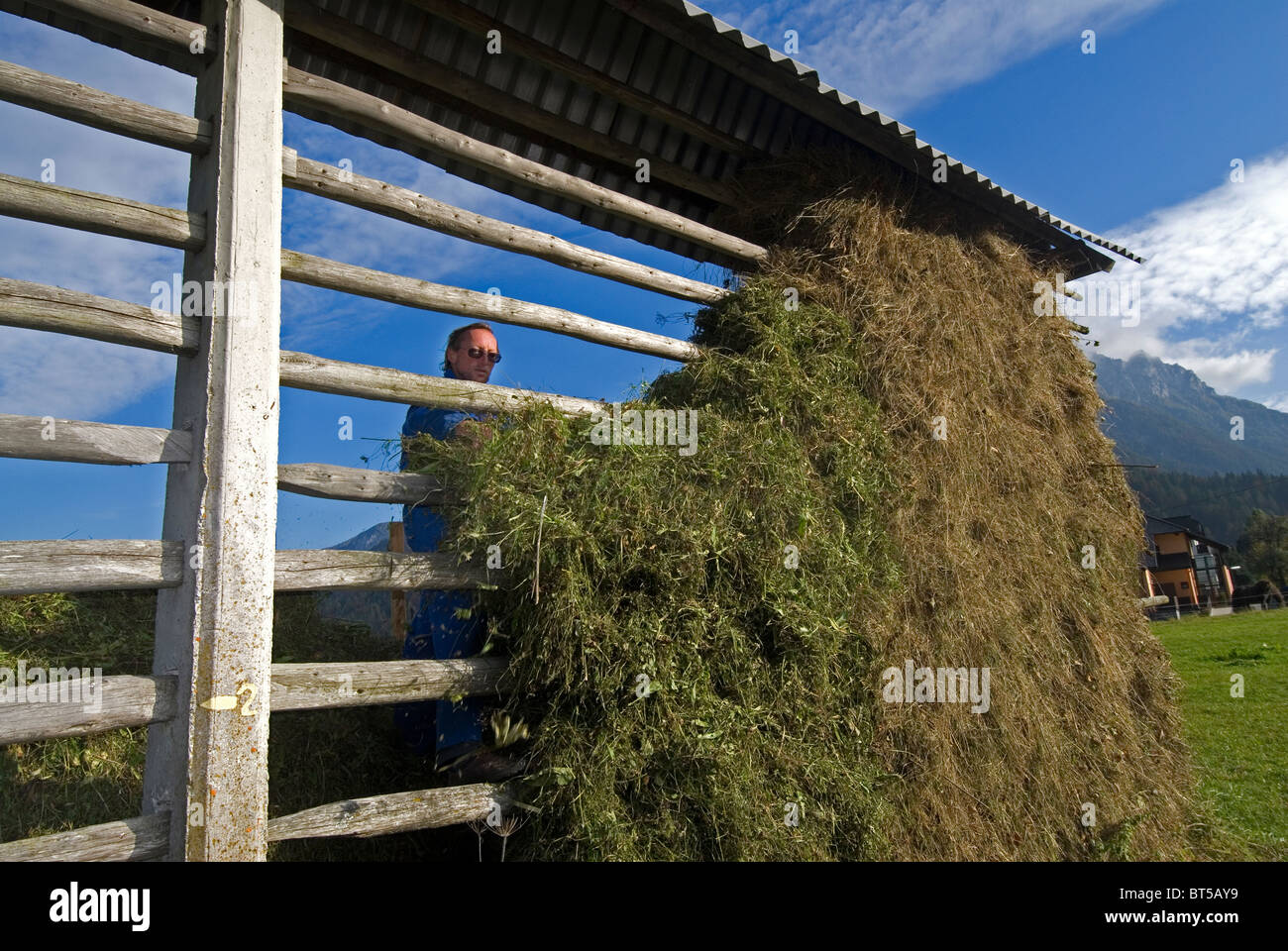 Farmer loading grass onto drying rack Stock Photo Alamy