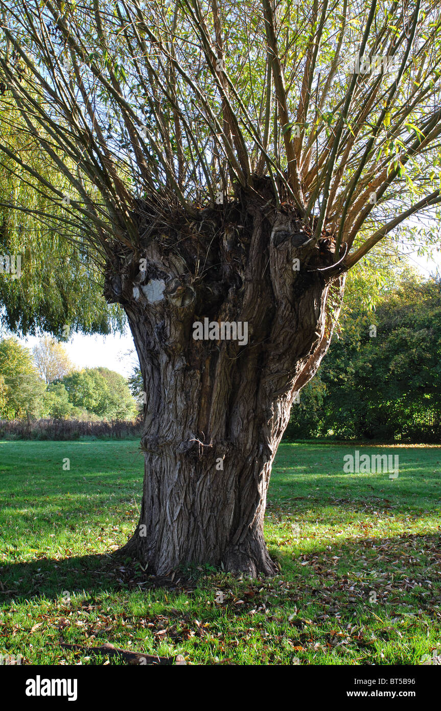 Salix pollard willow hires stock photography and images Alamy