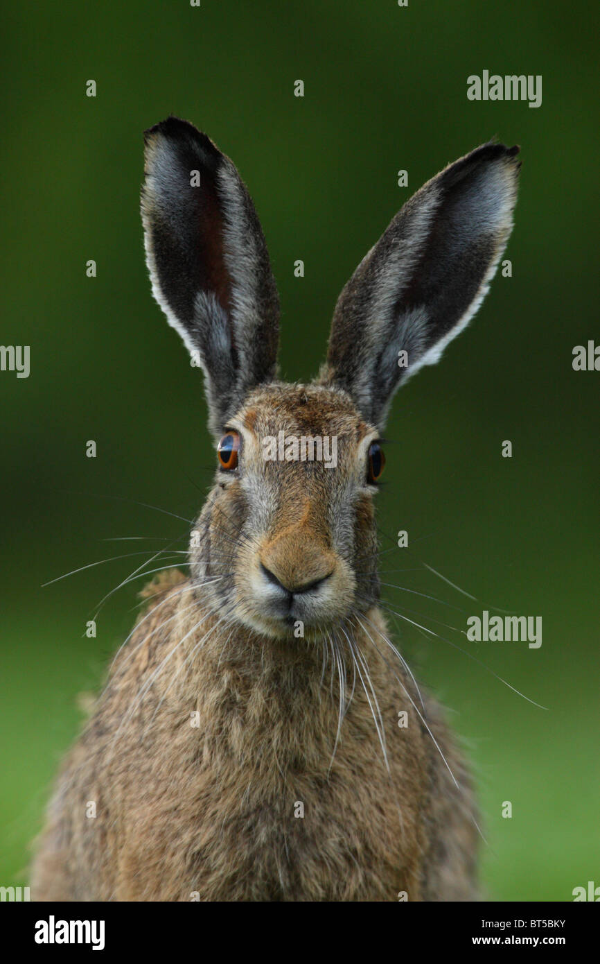 Portrait of Wild Brown Hare (Lepus europaeus) Stock Photo