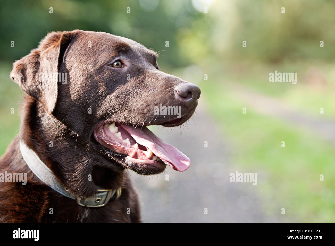 Happy Chocolate Labrador in the Countryside Stock Photo