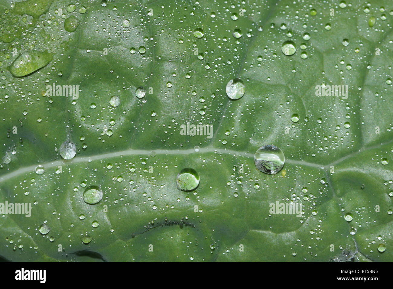 Droplets of dew on a turnip leaf. Stock Photo