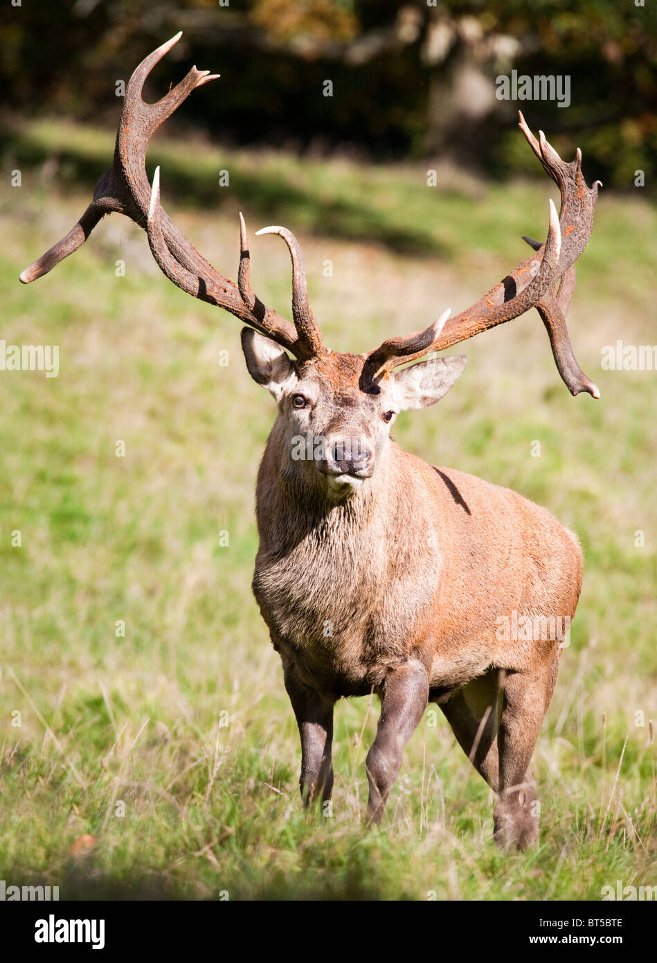 Red Deer Stag, Yorkshire, England, UK GB Stock Photo - Alamy