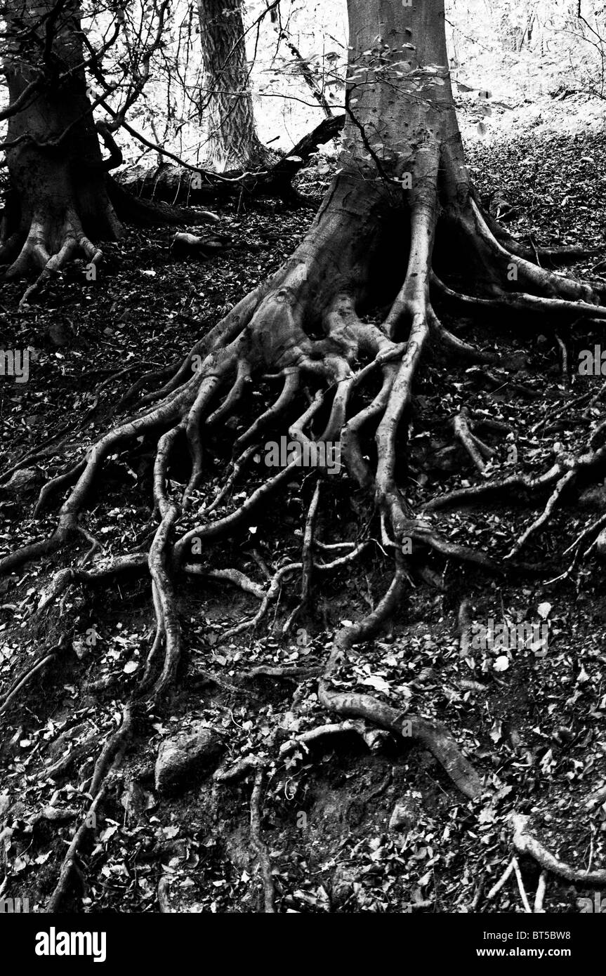 Twisting tree roots hi-res stock photography and images - Alamy