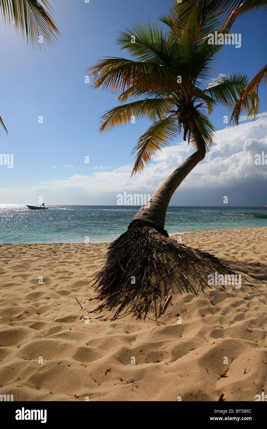 Palm tree on the Dominican Republic island of Catalina. Fishing boats in the background Stock Photo
