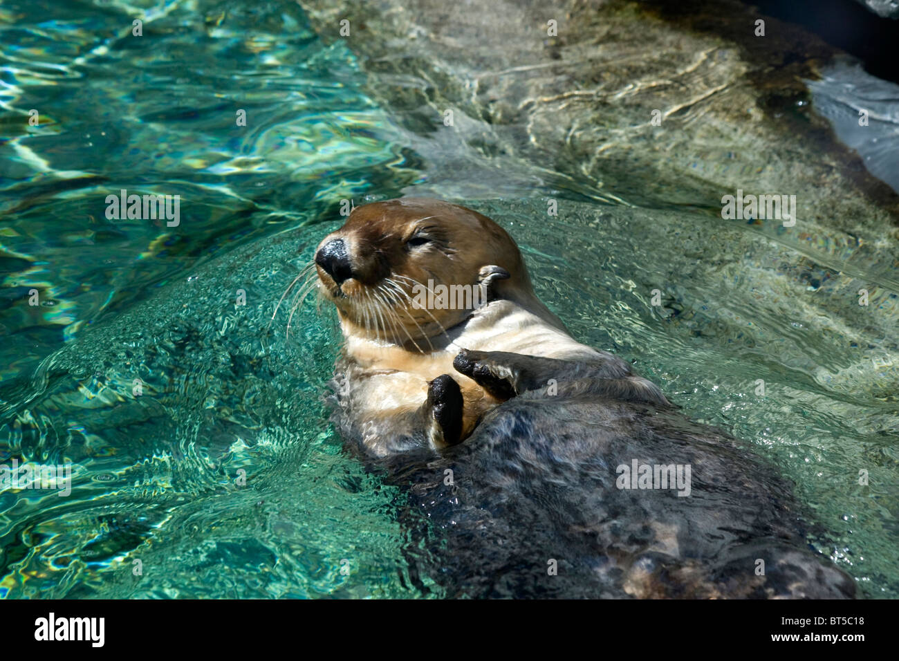 Sea Otter at Vancouver Aquarium Stock Photo - Alamy