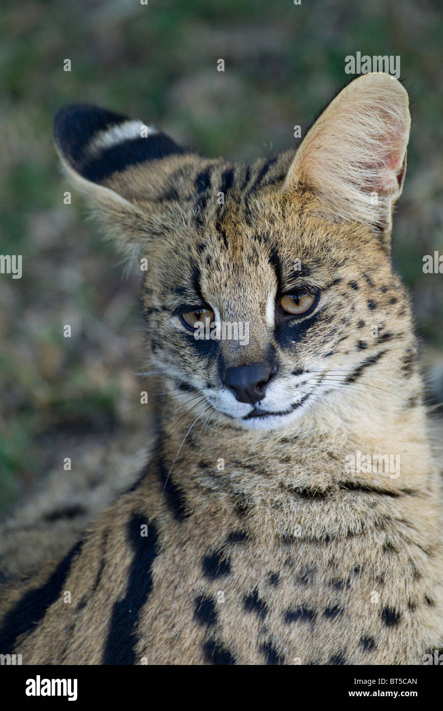 Serval Cat Portrait Stock Photo - Alamy